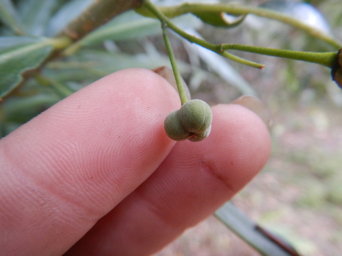 Claoxylon angustifolium observed 2022-08-12