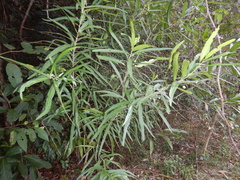 Claoxylon angustifolium
