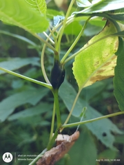 Neolasioptera impatientifolia