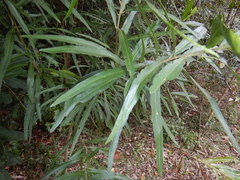 Claoxylon angustifolium