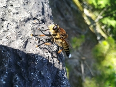 Promachus yesonicus