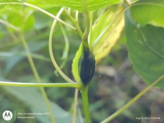 Neolasioptera impatientifolia