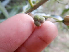 Claoxylon angustifolium