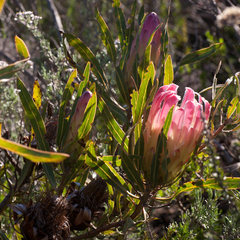 Protea burchellii