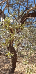 Santalum spicatum