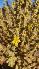 Verbascum sinaiticum