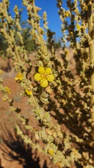 Verbascum sinaiticum