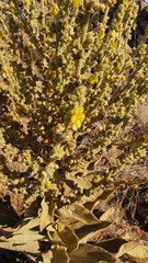 Verbascum sinaiticum