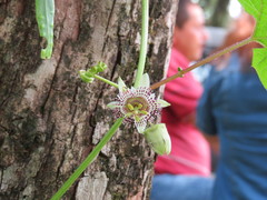 Passiflora exsudans