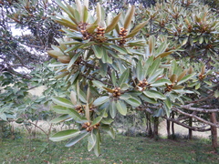 Ficus destruens