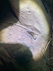 Centruroides sculpturatus