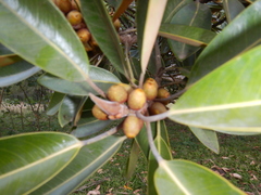 Ficus destruens