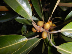 Ficus destruens