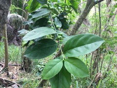 Cyclophyllum barbatum