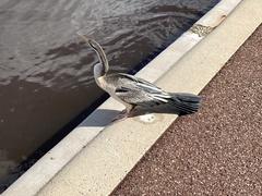 Anhinga novaehollandiae