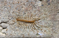 Scutigera linceci