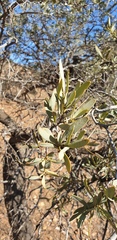 Santalum spicatum