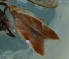Metalampra