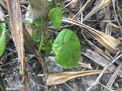 Hernandia nymphaeifolia