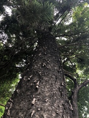 Araucaria heterophylla