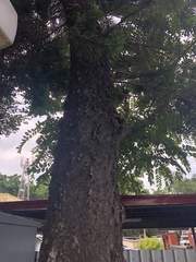 Araucaria heterophylla