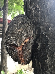 Araucaria heterophylla