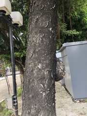 Araucaria heterophylla