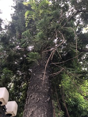 Araucaria heterophylla