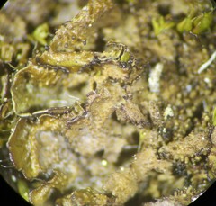 Melanohalea elegantula