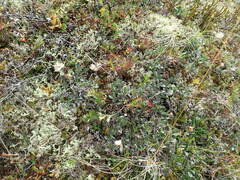 Dryas ajanensis