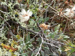 Dryas ajanensis