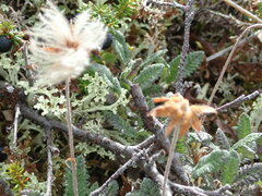 Dryas ajanensis