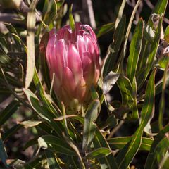 Protea burchellii