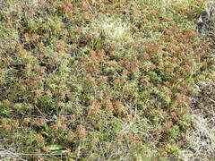 Rhododendron tomentosum