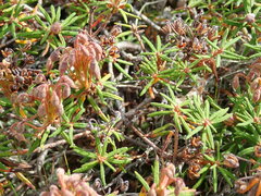 Rhododendron tomentosum