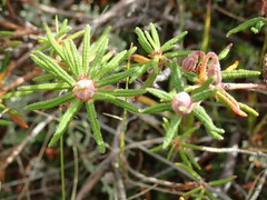 Rhododendron tomentosum