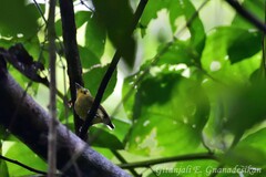 Platyrinchus coronatus