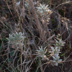 Xiphotheca lanceolata