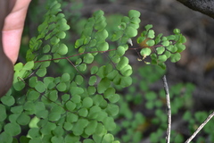 Adiantum tricholepis