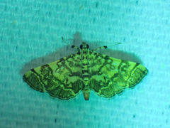 Apogeshna stenialis