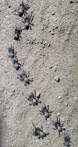 Steindachner's Ebony Tarantula photographed in Virginia