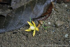Apeiba tibourbou