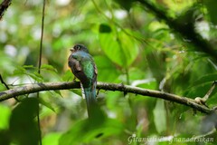 Trogon rufus