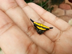 Gasteracantha hecata