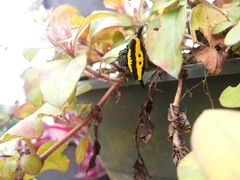 Gasteracantha hecata