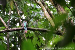Trogon rufus