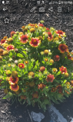Gaillardia pulchella