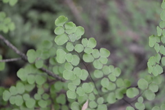 Adiantum tricholepis