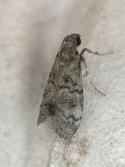 Cacotherapia flexilinealis