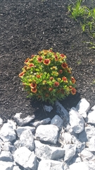 Gaillardia pulchella